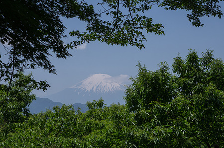 新緑と富士山