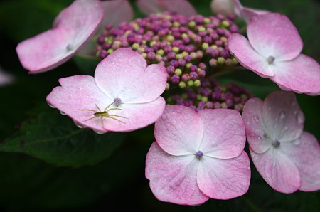 IMGP1190