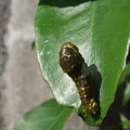ナガサキアゲハの幼虫