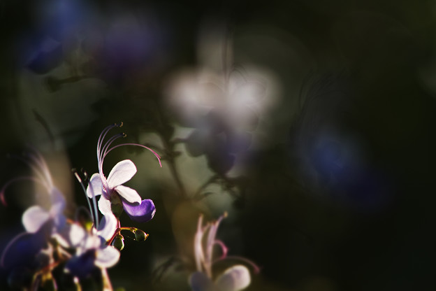 幻想