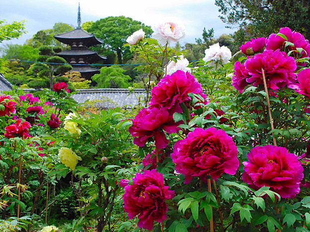 当麻寺の牡丹園 写真共有サイト フォト蔵