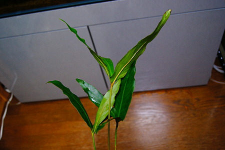 DSC02950