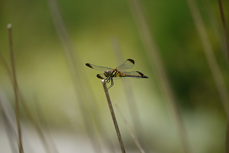 P1130423