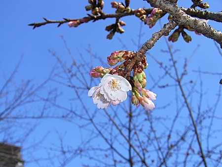 花見