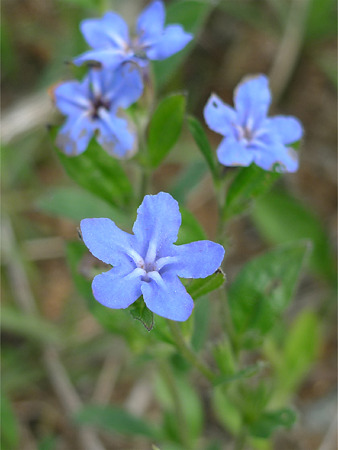平尾台の植物~春(4)ホタルカズラ(蛍葛)