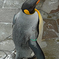 Photos: 福岡市動物園のペンギン(2)
