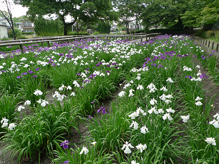 舞鶴公園の花菖蒲(3)