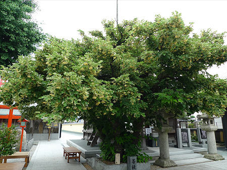 恵光院の菩提樹(1)