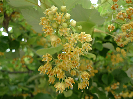 恵光院の菩提樹(5)