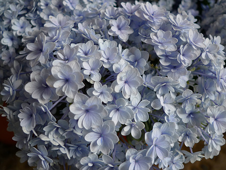 筥崎宮~紫陽花園(2)