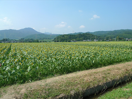 みなみの里のひまわり畑(1)