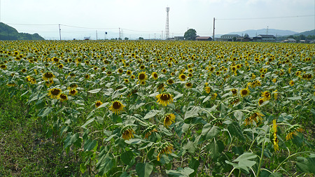 みなみの里のひまわり畑(2)