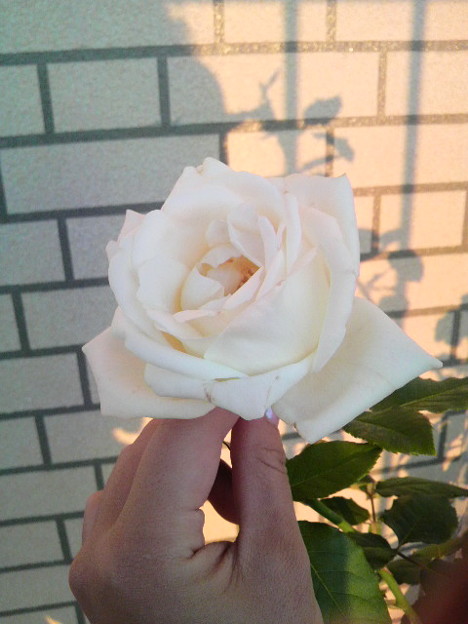 大輪の白バラ 香りが最高 写真共有サイト フォト蔵