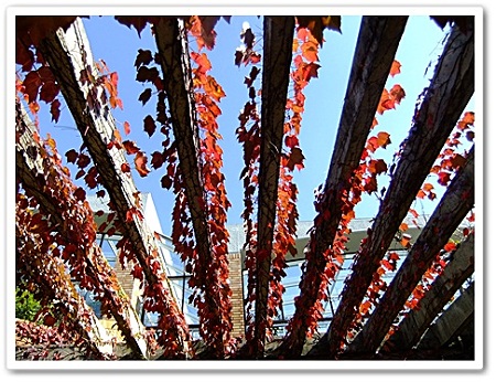 紅葉