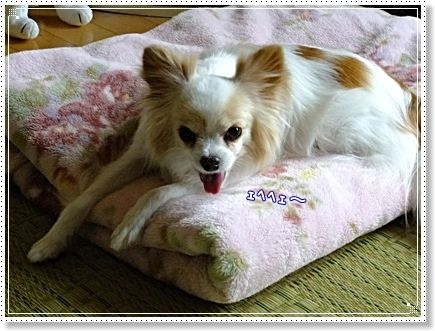 ((´∀`*))ェヘェヘ