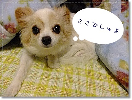 ここ