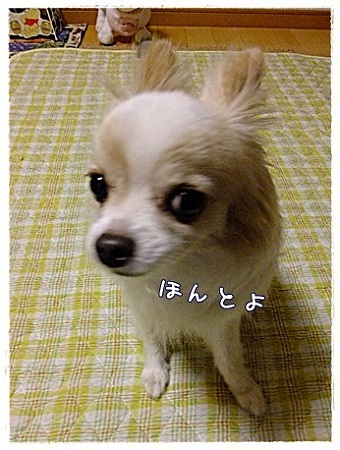 ほんと