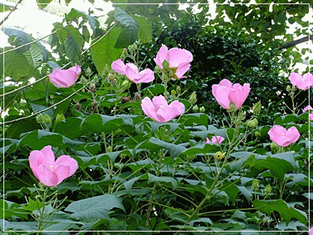 芙蓉