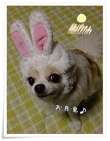 お月見