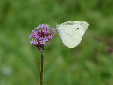 P7033817
