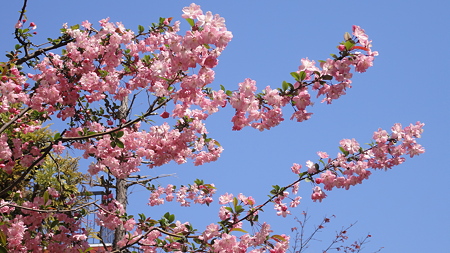 品川宿の桜