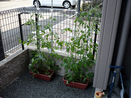 tomato