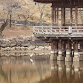 奈良公園〜二月堂お水取り2016